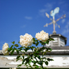 バラと風見鶏と秋の空