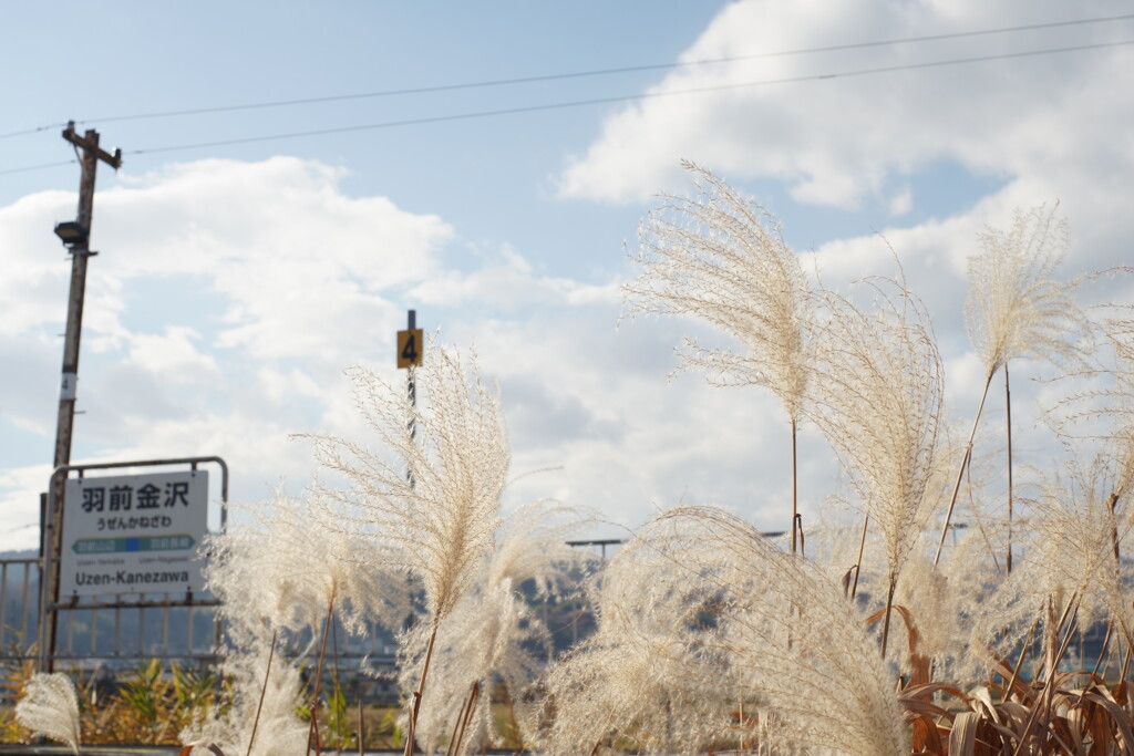枯れすすきの羽前金沢