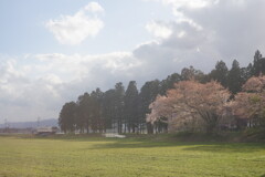 桜も終わりかな