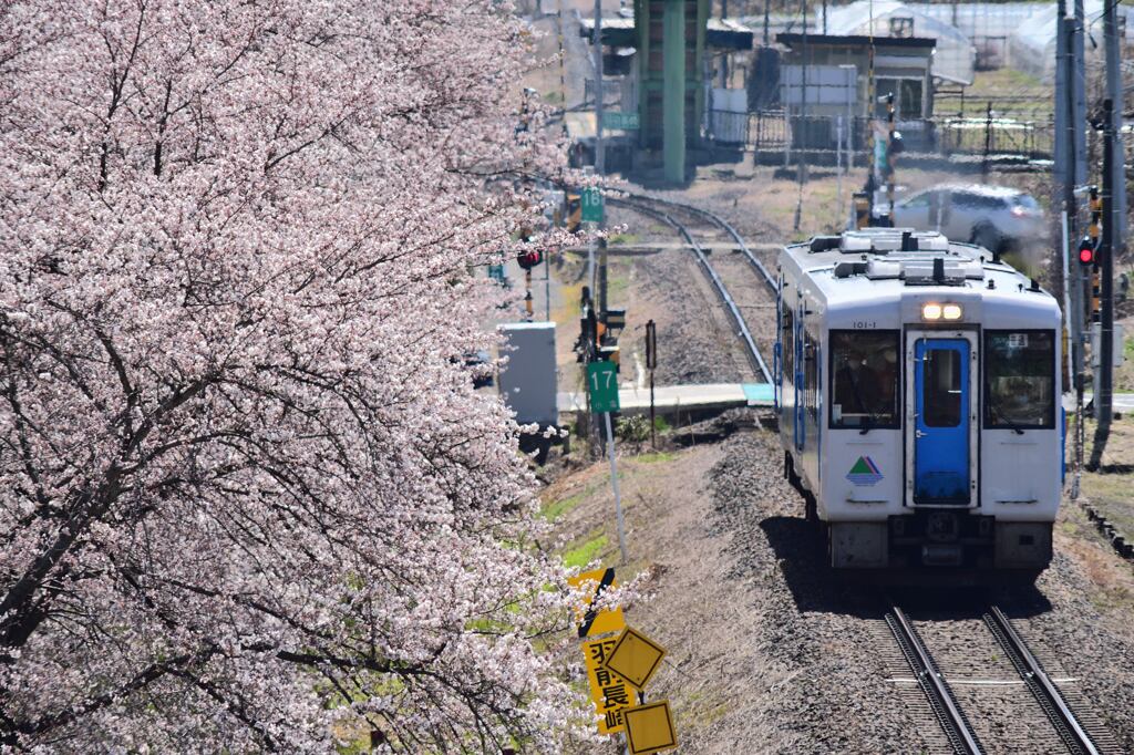 沿線の桜並木