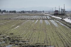 雪が溶けた白兎