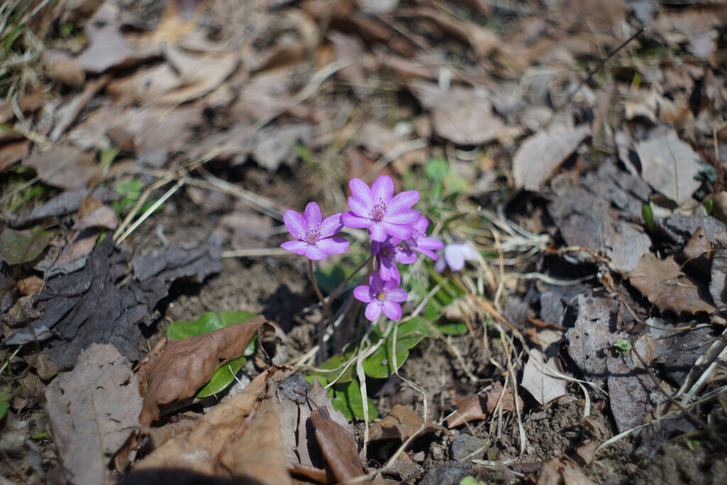 この花は？