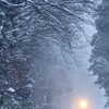 雪中