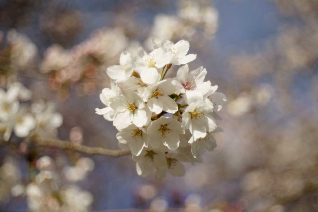 Domiplanの桜