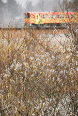 ネコヤナギとなごり雪