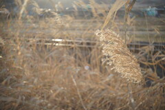 輝く鉄路と枯れすすき
