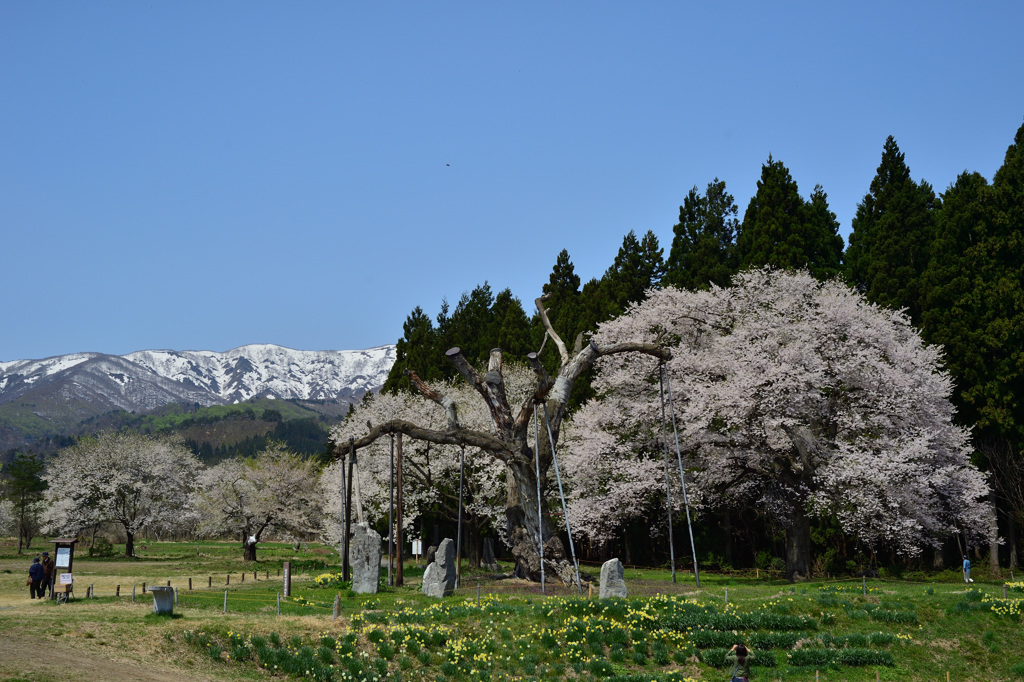 釜の越桜