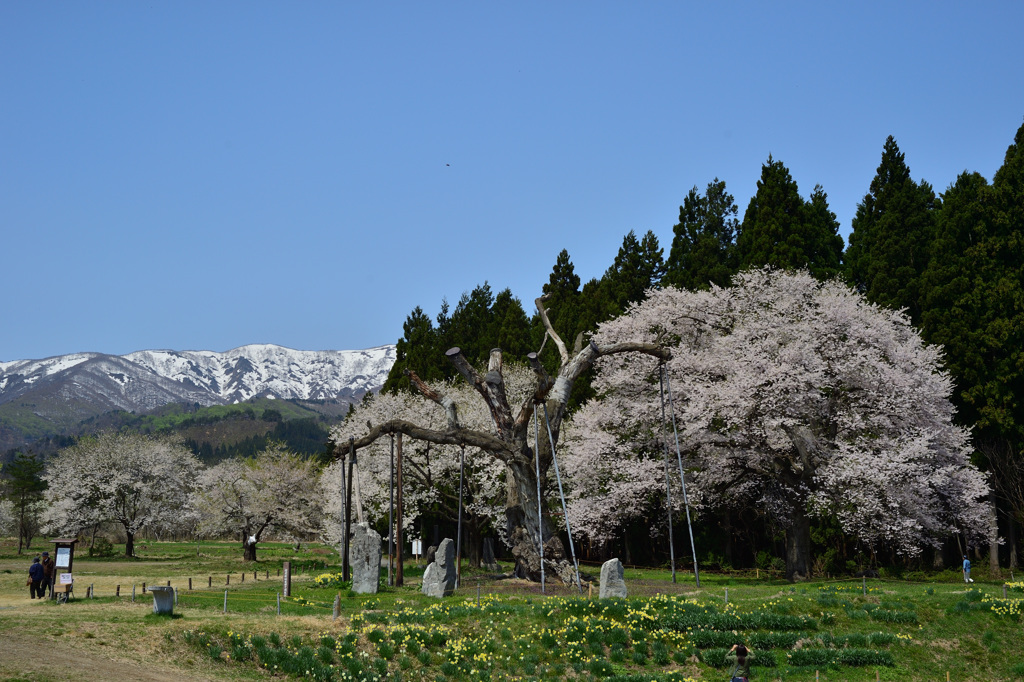 釜の越桜 By Keaton12 Id 写真共有サイト Photohito