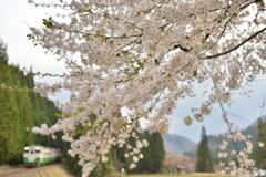 只見線の桜