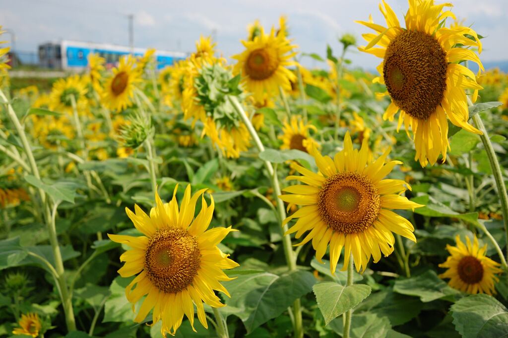 夏の鉄分