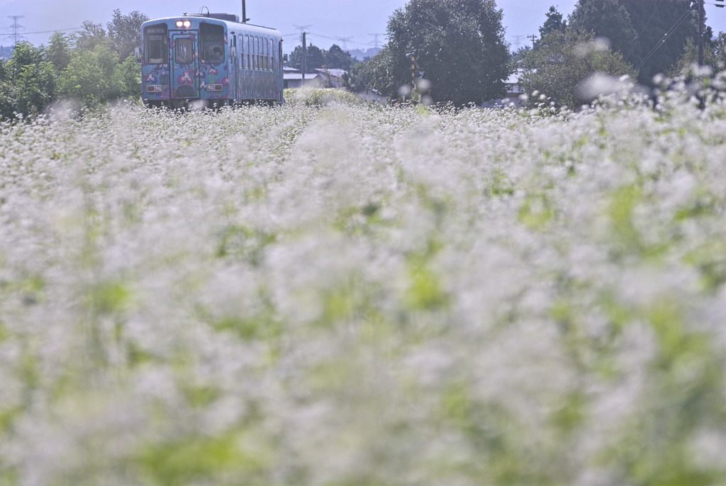 蕎麦の花