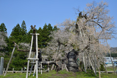 伊佐沢の久保桜