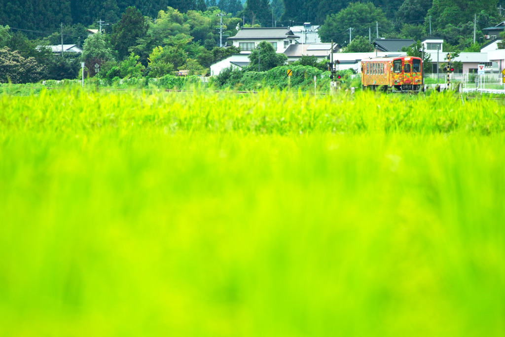 居座る夏