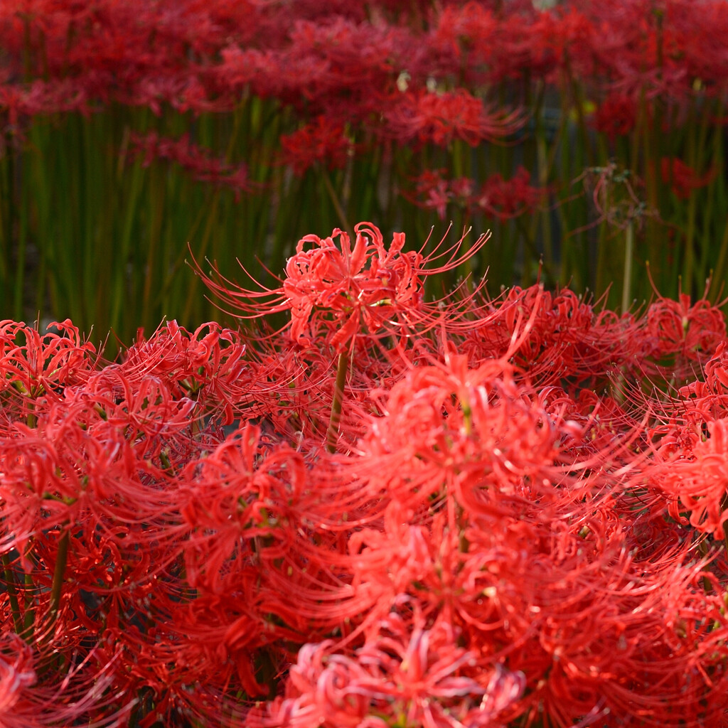 天界に咲く花