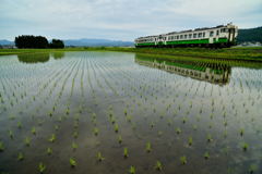 田植えあと