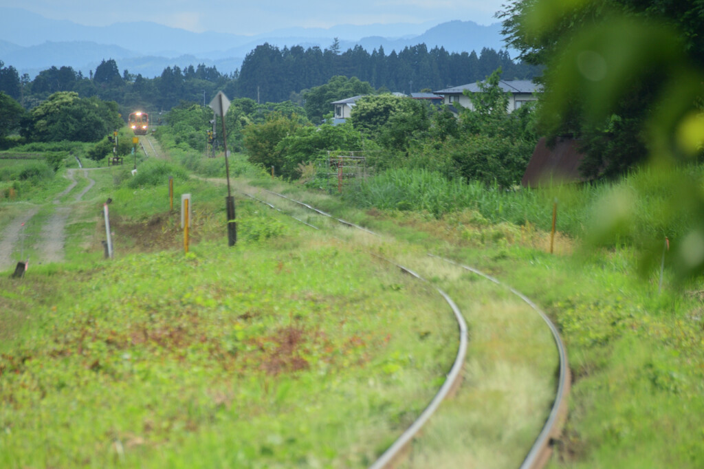 梅雨の日の緑