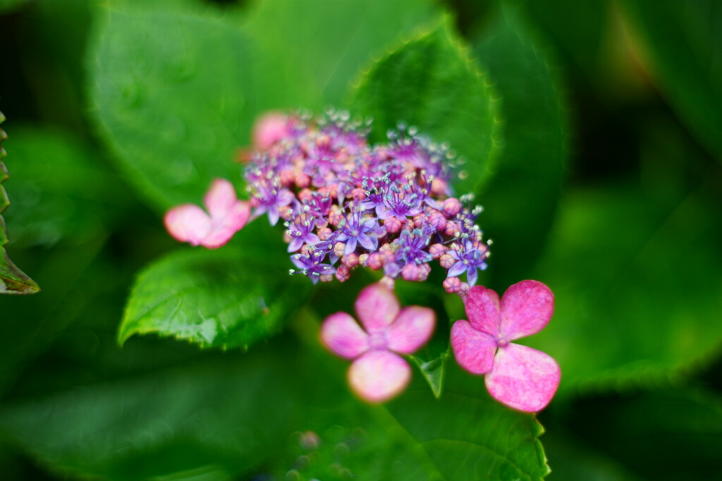 額紫陽花