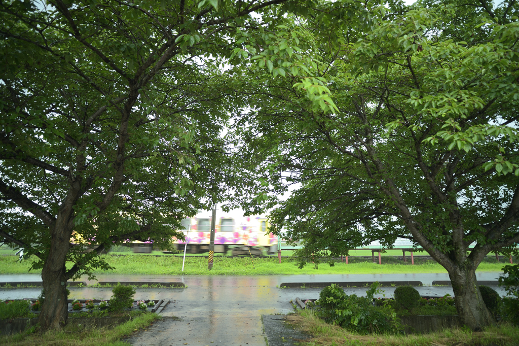 雨の白兎