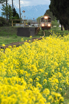菜の花の咲く駅
