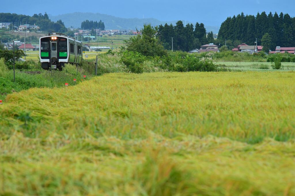 稲の波