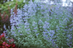 Lavandula