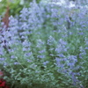 Lavandula
