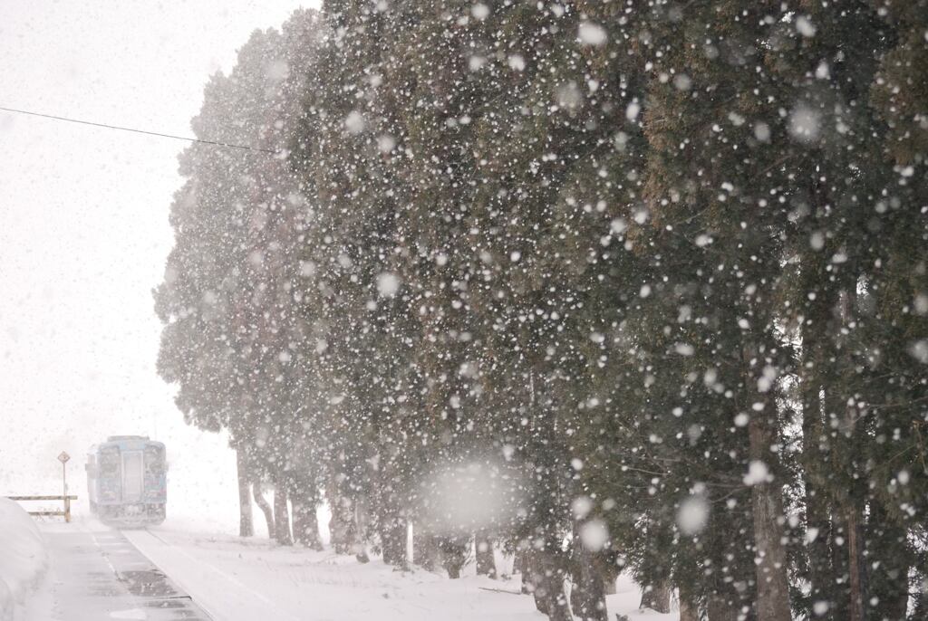 時庭の雪