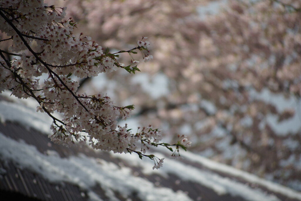 桜と屋根の雪