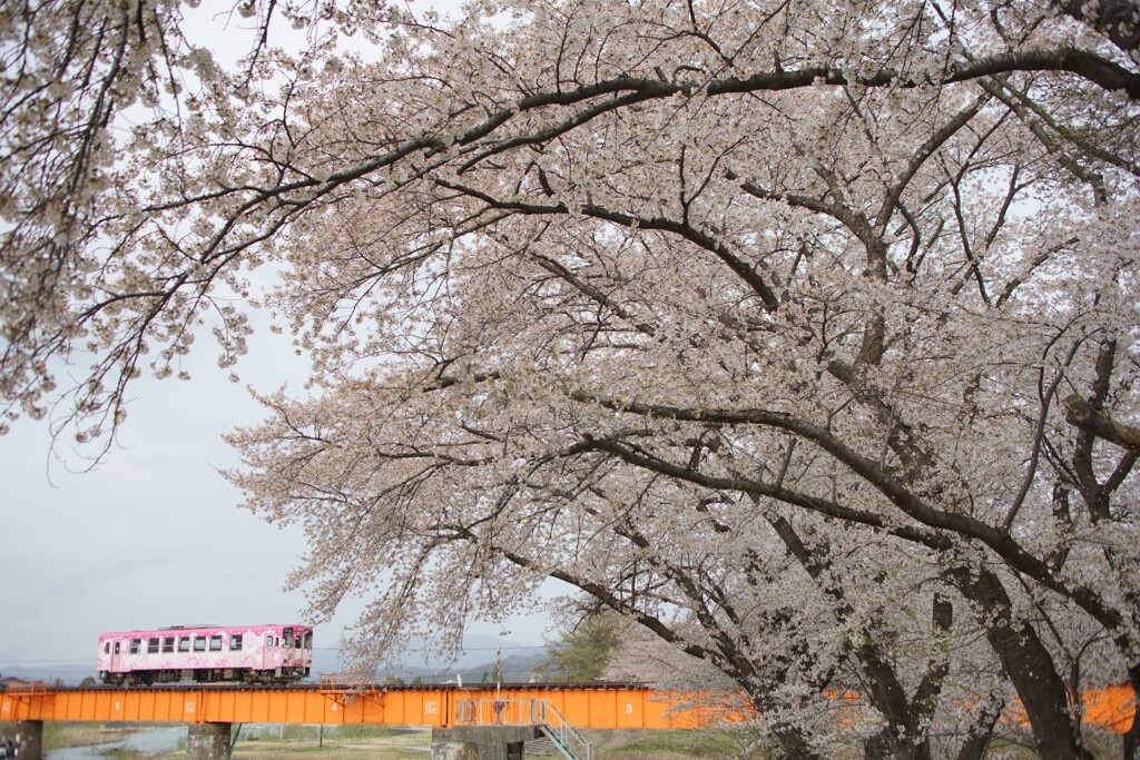 桜と桜