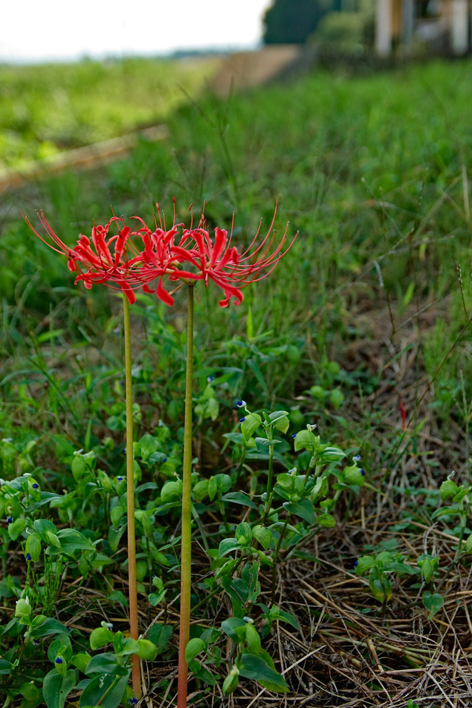 沿線に咲く