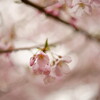 花曇り