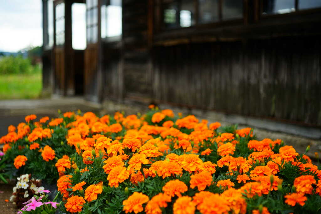 100年駅の花壇 by keaton2012 （ID：10487231） 写真共有サイトPHOTOHITO