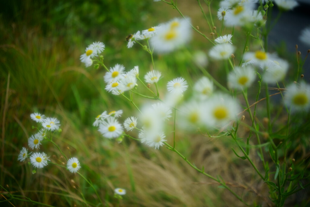 野の花