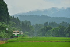 梅雨の緑