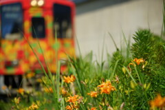 沿線に咲く花
