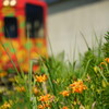 沿線に咲く花