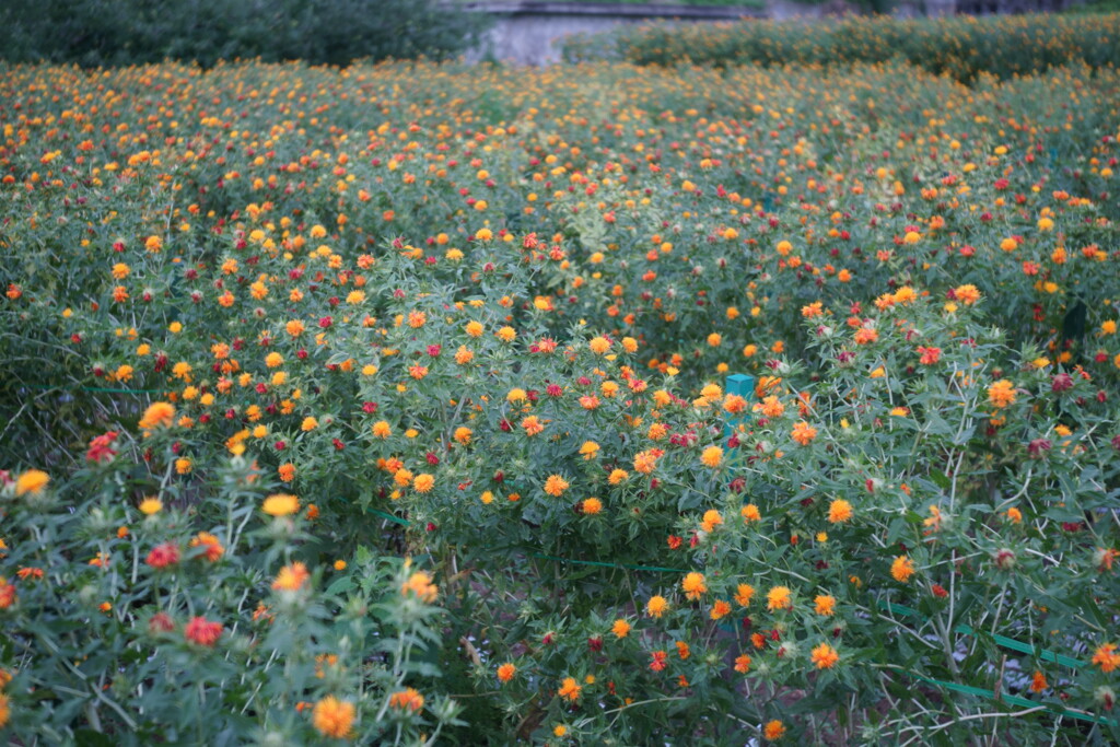 まゆはきを俤にして紅粉の花