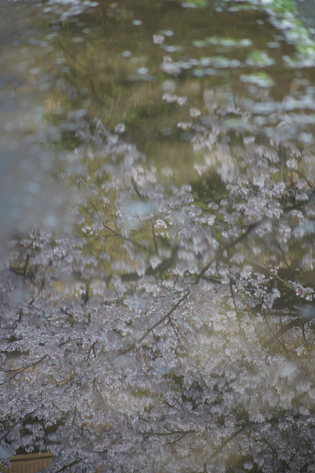 雪が溶けた水溜りに映る