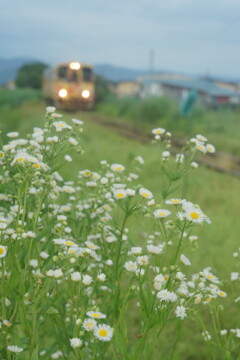 梅雨はまだ