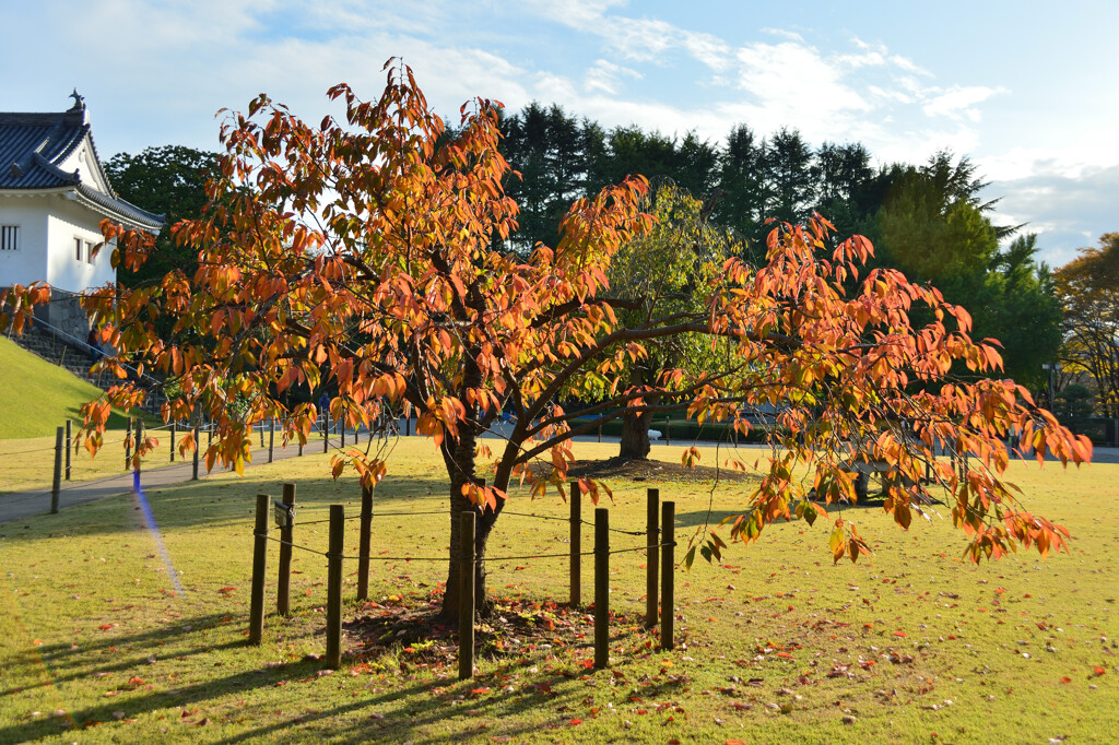 紅葉の城の桜