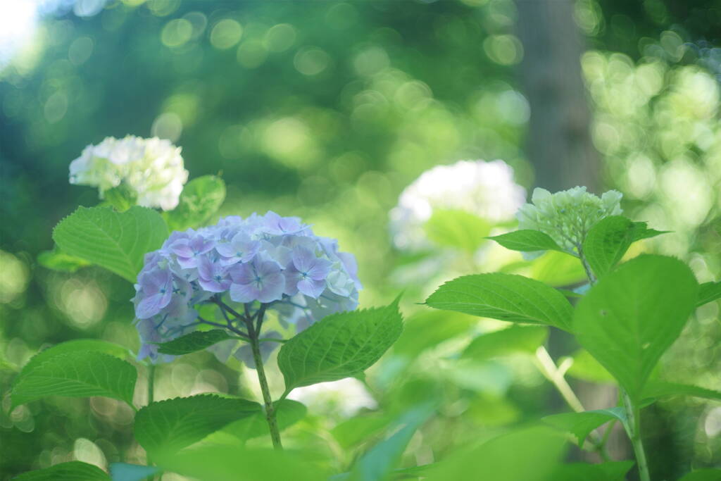 カラフルな６月
