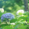 カラフルな６月
