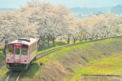 桜並木