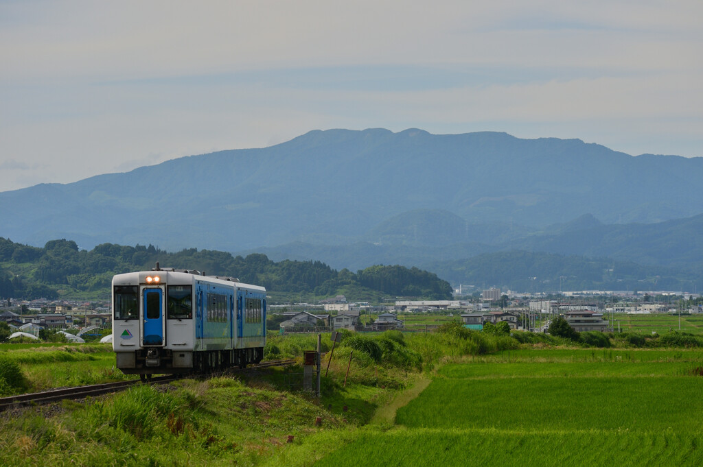 夏の緑