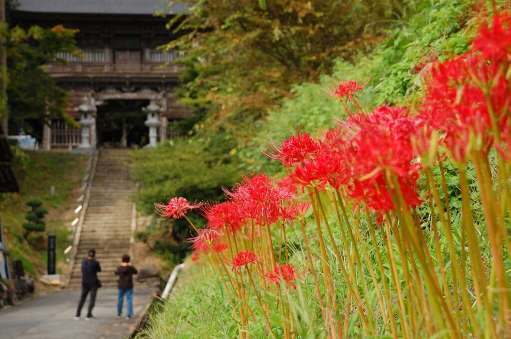慈恩寺の彼岸花