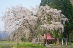 おしら様の枝垂れ桜