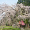 おしら様の枝垂れ桜