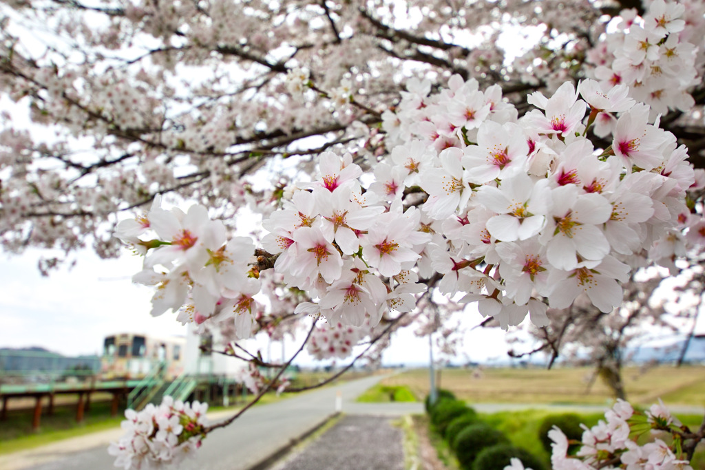 白兎の桜