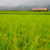 秋雨の田畝