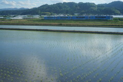 田植えの後